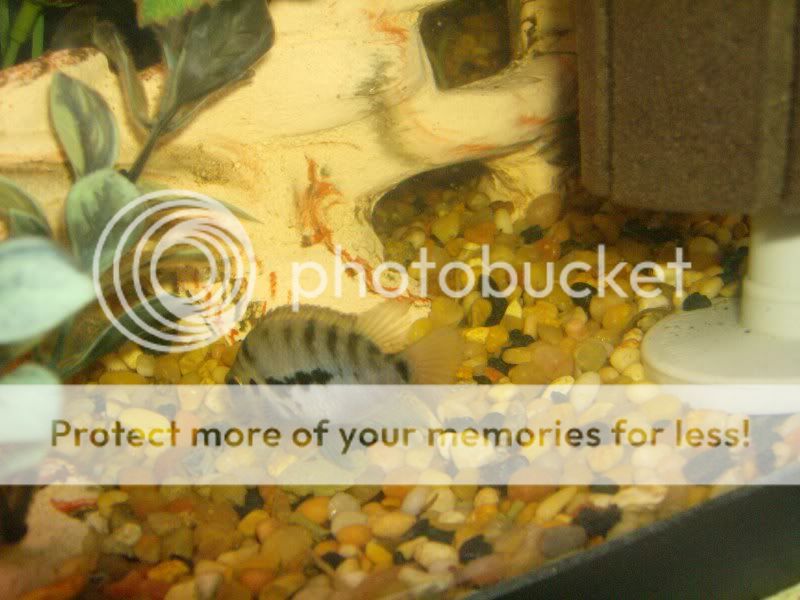 Cichlids005.jpg