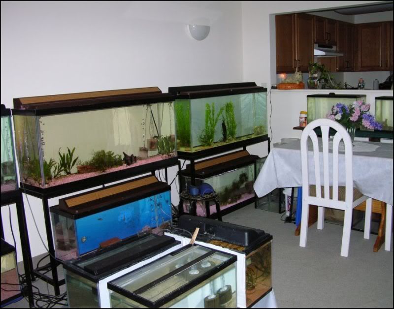 FishRoom1.jpg
