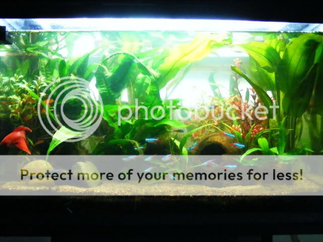 2010_0103fishcam0023.jpg