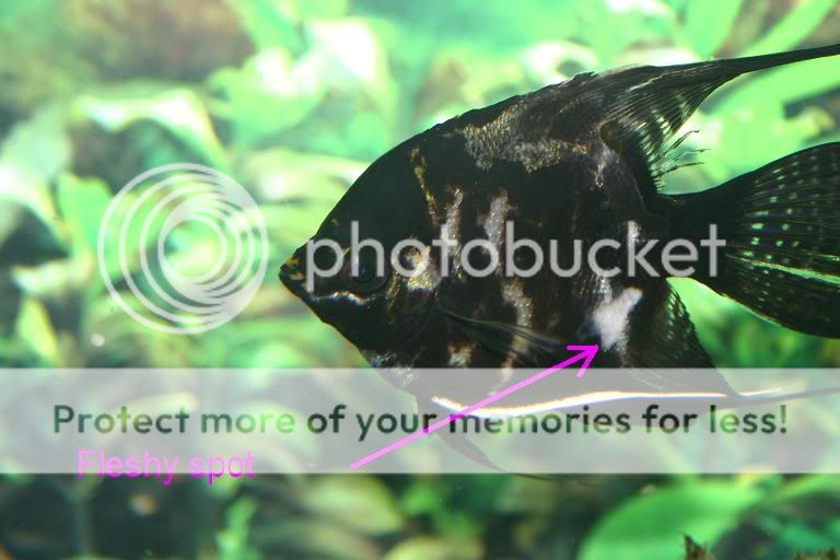 sickfish2.jpg