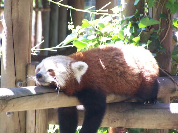redpanda3.jpg