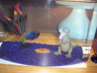 bettas007.jpg
