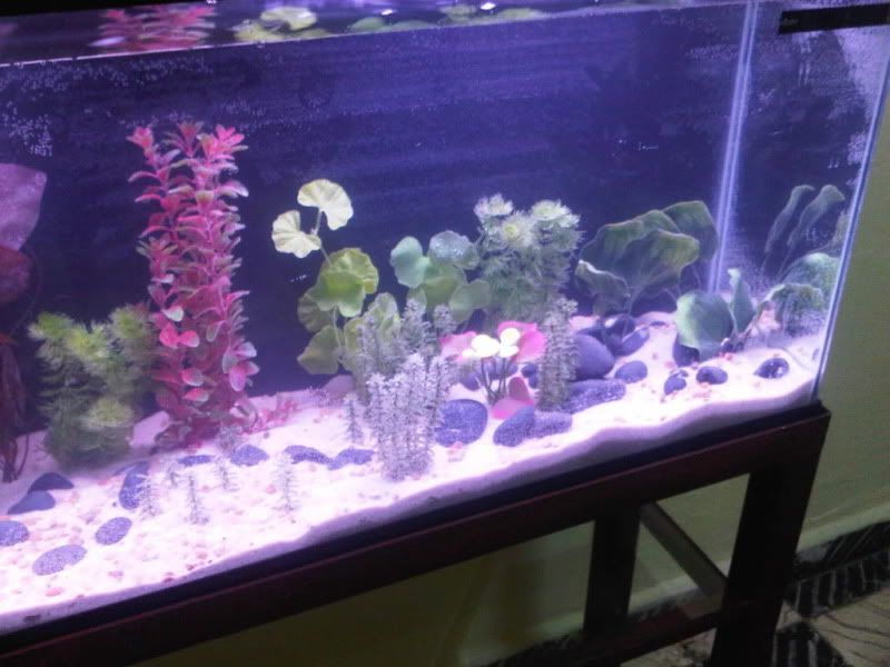 IMG-20101230-00028.jpg