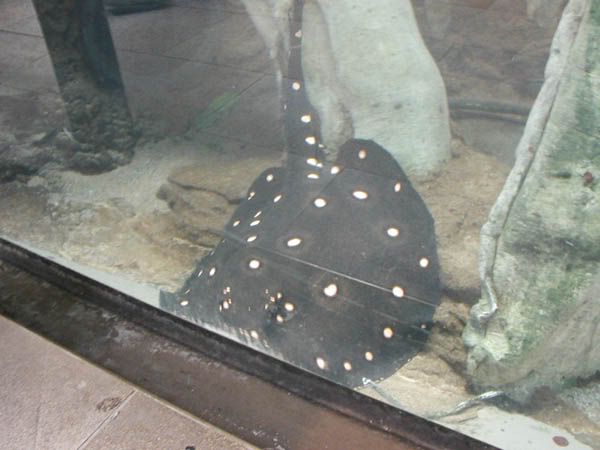 ray2.jpg