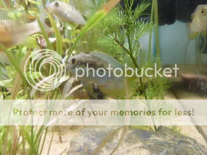 curviceps_010211.jpg