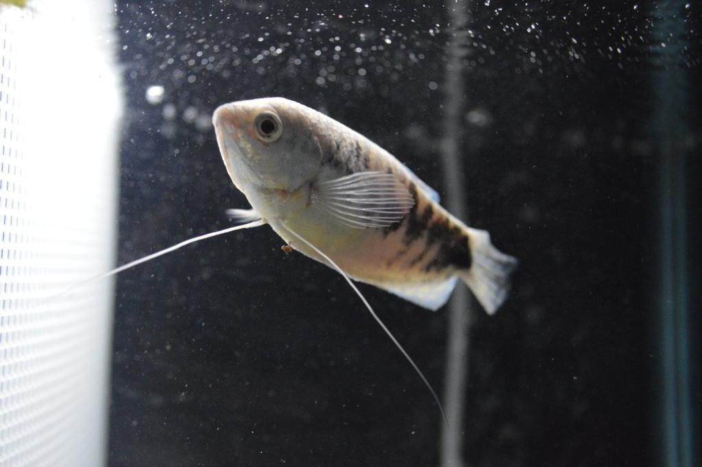 femail_gourami_zpsefe09035.jpeg