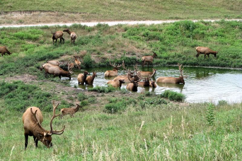 Elk4.jpg