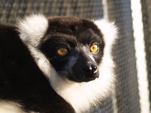 lemur1.jpg