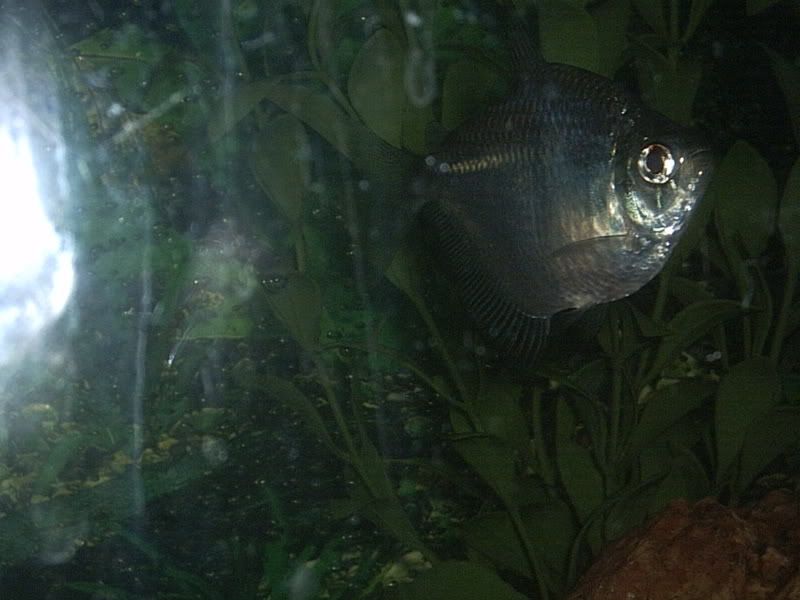 Digicamerapics166.jpg