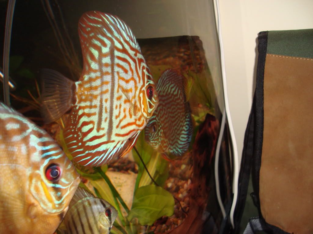 DSC00314.jpg