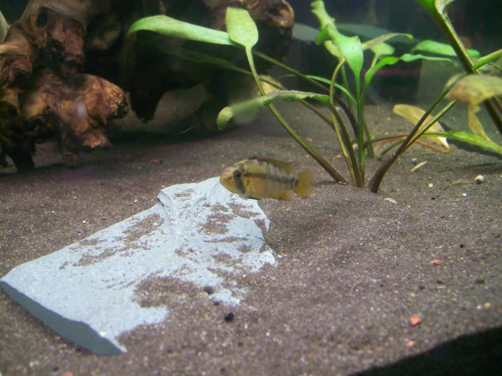 fish004.jpg