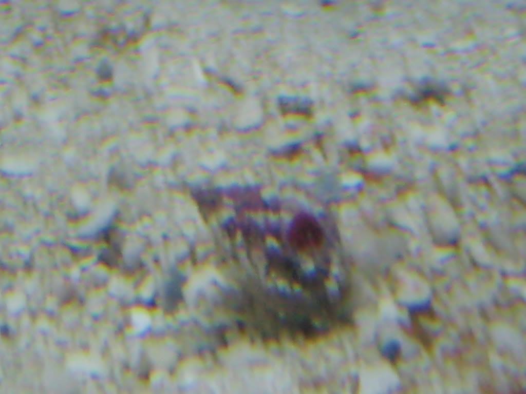 IMG_0525.jpg
