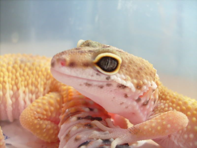 Picsofpetsoctober08070.jpg