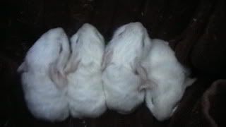 dewbabys003.jpg