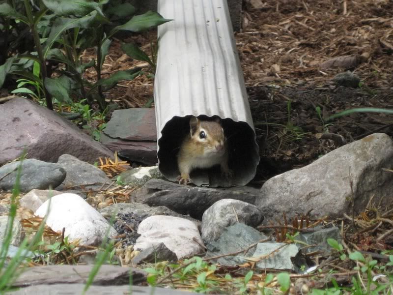 Chippy.jpg