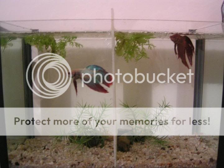 PICT0001.jpg