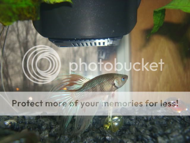 bettas2006.jpg