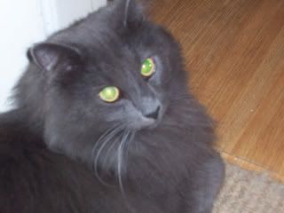 dogs2008-9028.jpg