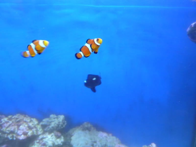 P1010035.jpg