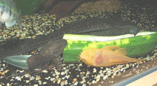 231206plecs.jpg