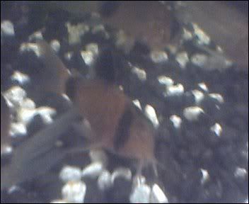 Cam00010.jpg