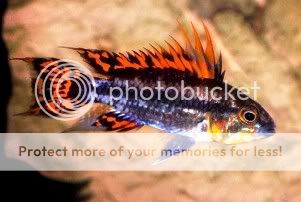 Apistogramma_cacatuoides.jpg