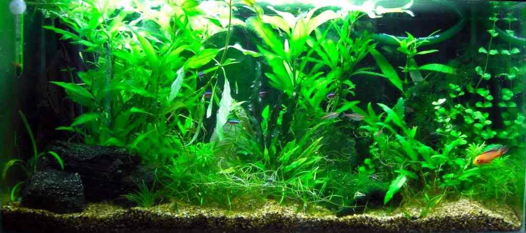tank2.jpg
