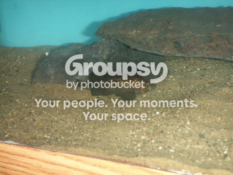 PICT0071.jpg