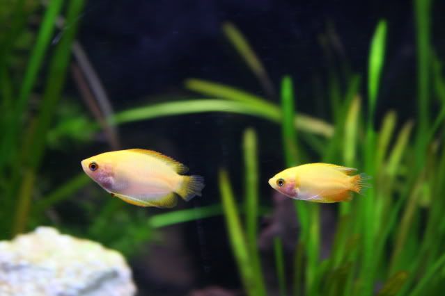 FishTank26-04-09001.jpg