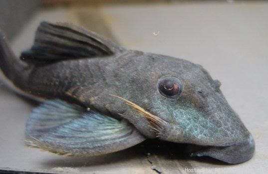 L239AncistrinispBluePanaquePleco2.jpg