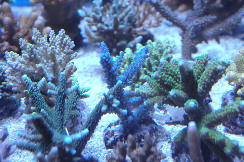 reef1.jpg
