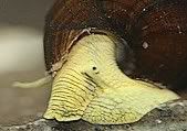 snail_yellow_rabbit3.jpg