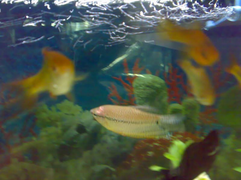 26062007340.jpg