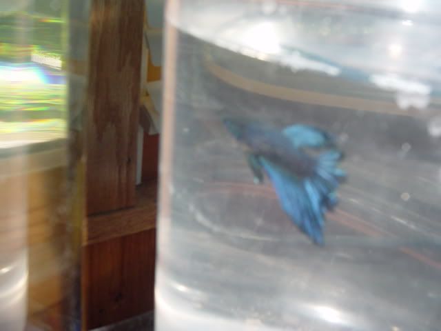 Fishyhomes016.jpg