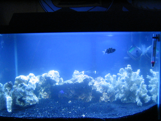 Saltwater_Journal_1_by_MadCatter.jpg