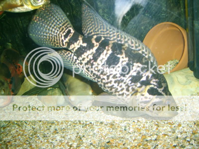 paulasholidayandneilsfishes173.jpg
