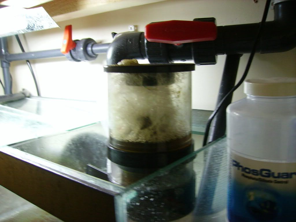 Skimmer001.jpg