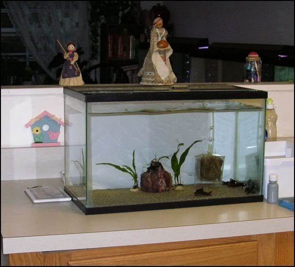 FishRoom6.jpg