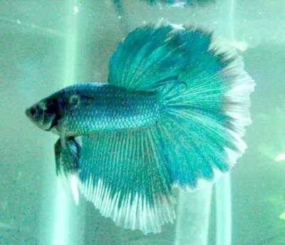 turquoisebutterfly_mermaid2.jpg
