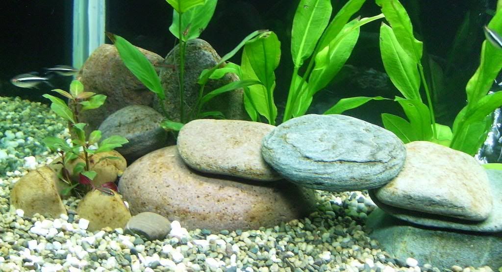 aquarium_jan2013_zps460a8f9d.jpg