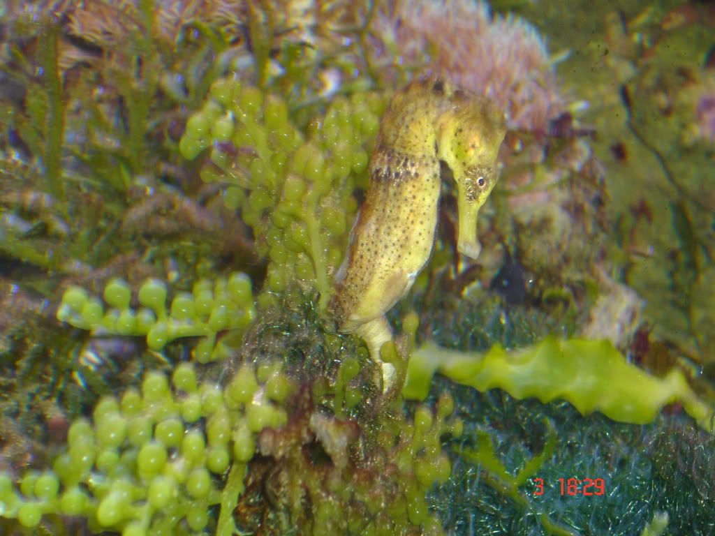 seahorse.jpg
