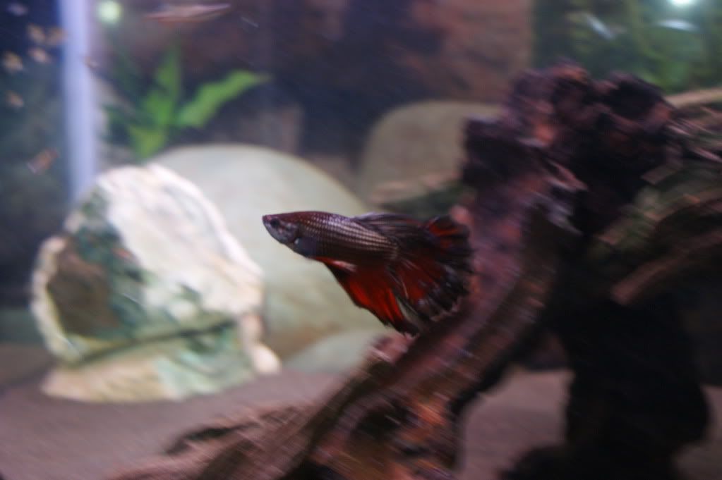 DSC08183.jpg