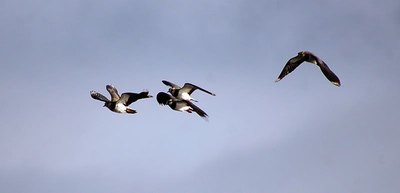 lapwing_01.jpg