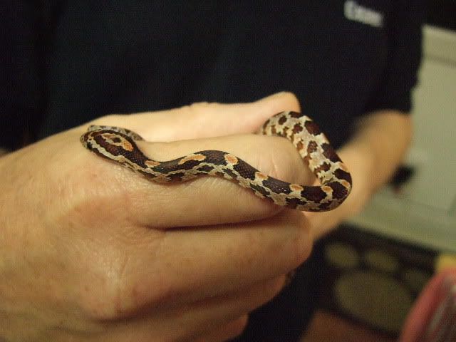 0805280031.jpg
