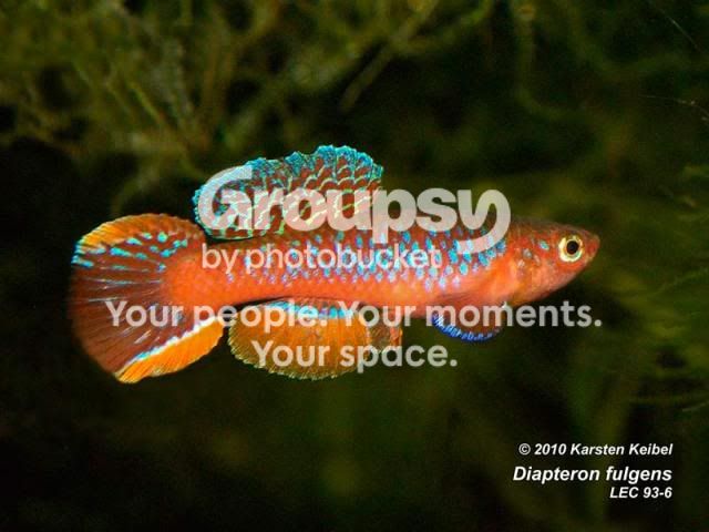 Diapteron_fulgens_LEC_93-6_M_01_800.jpg
