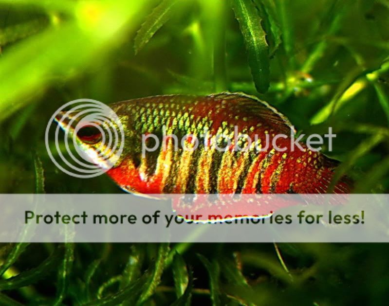 Samurai_Gourami_10.jpg