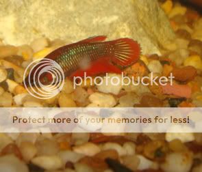 femalebettas013.jpg
