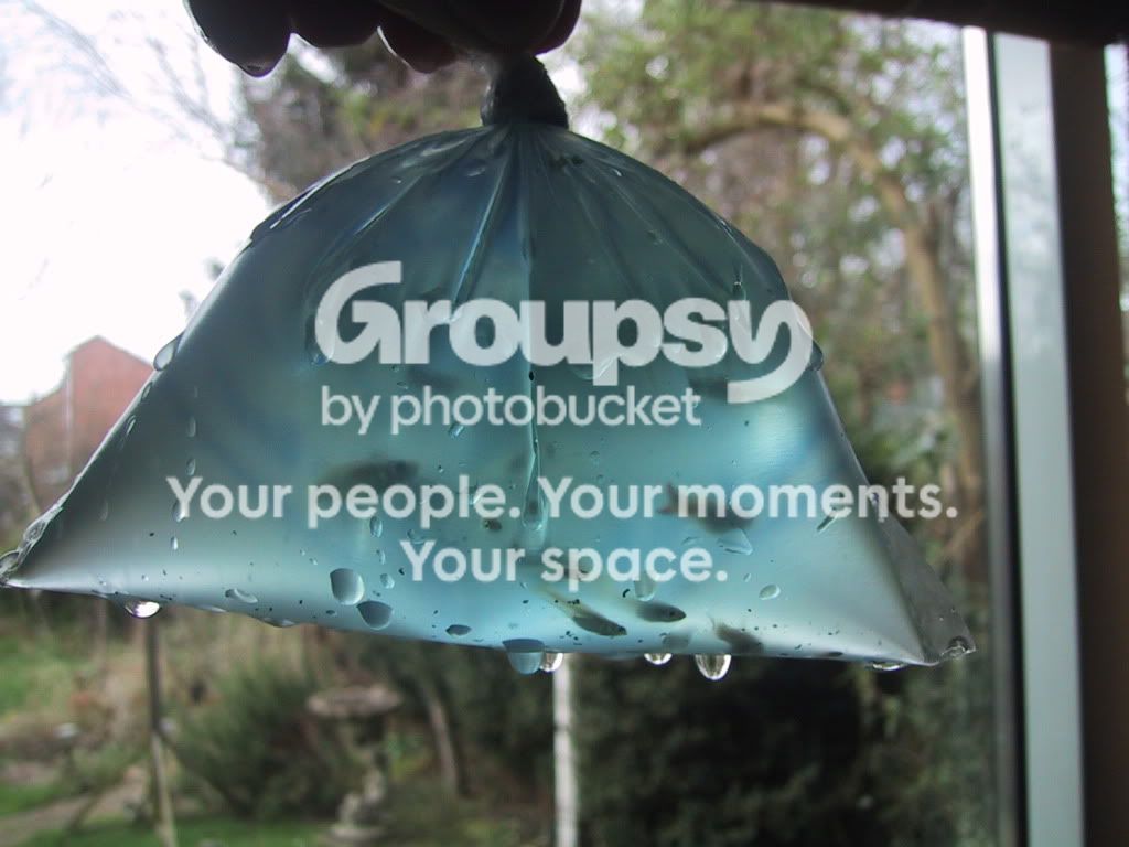 guppypost.jpg