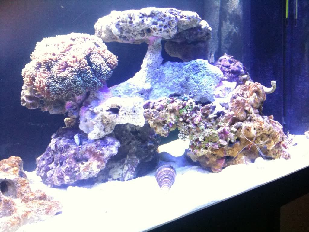 newzoanthids.jpg
