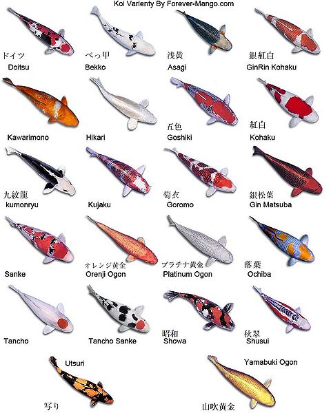 480px-Mango_koi.jpg